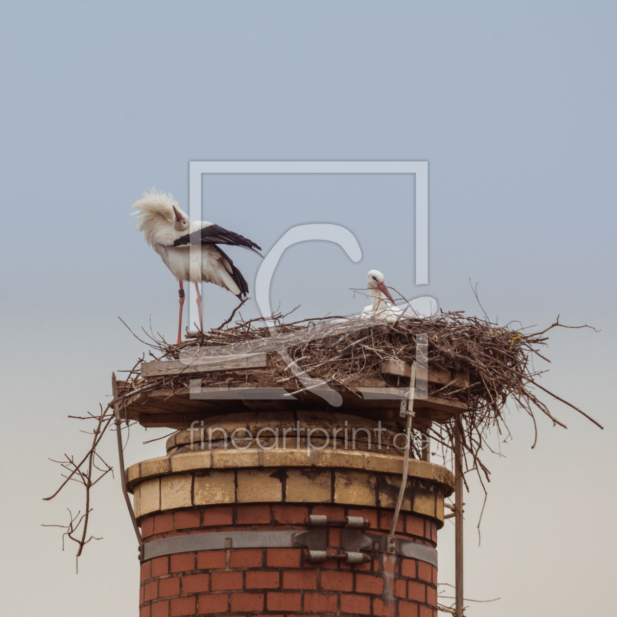 Bild-Nr.: 11893151 Storch Akrobatik erstellt von luxpediation