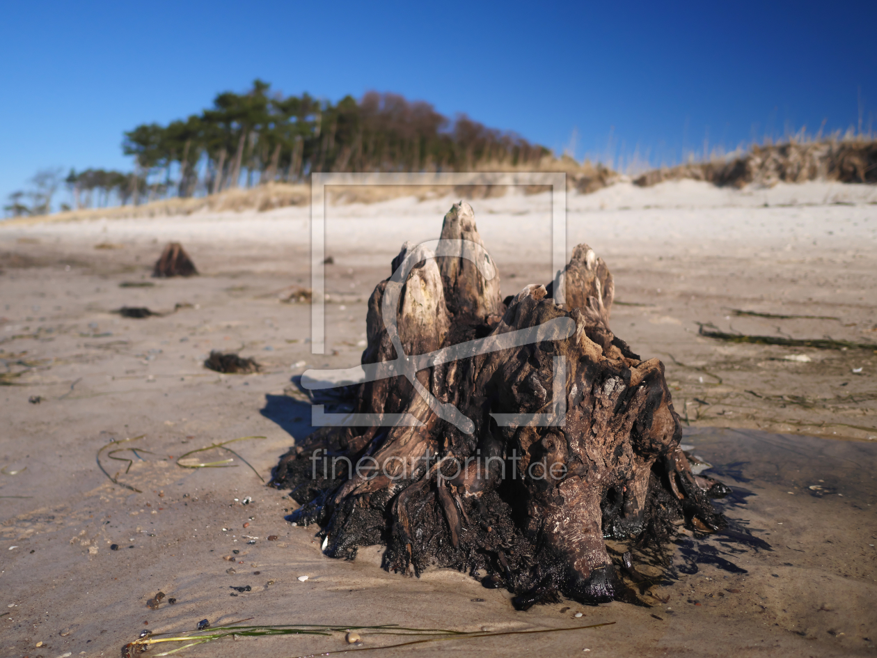 Bild-Nr.: 11893486 Darß Weststrand erstellt von dresdner