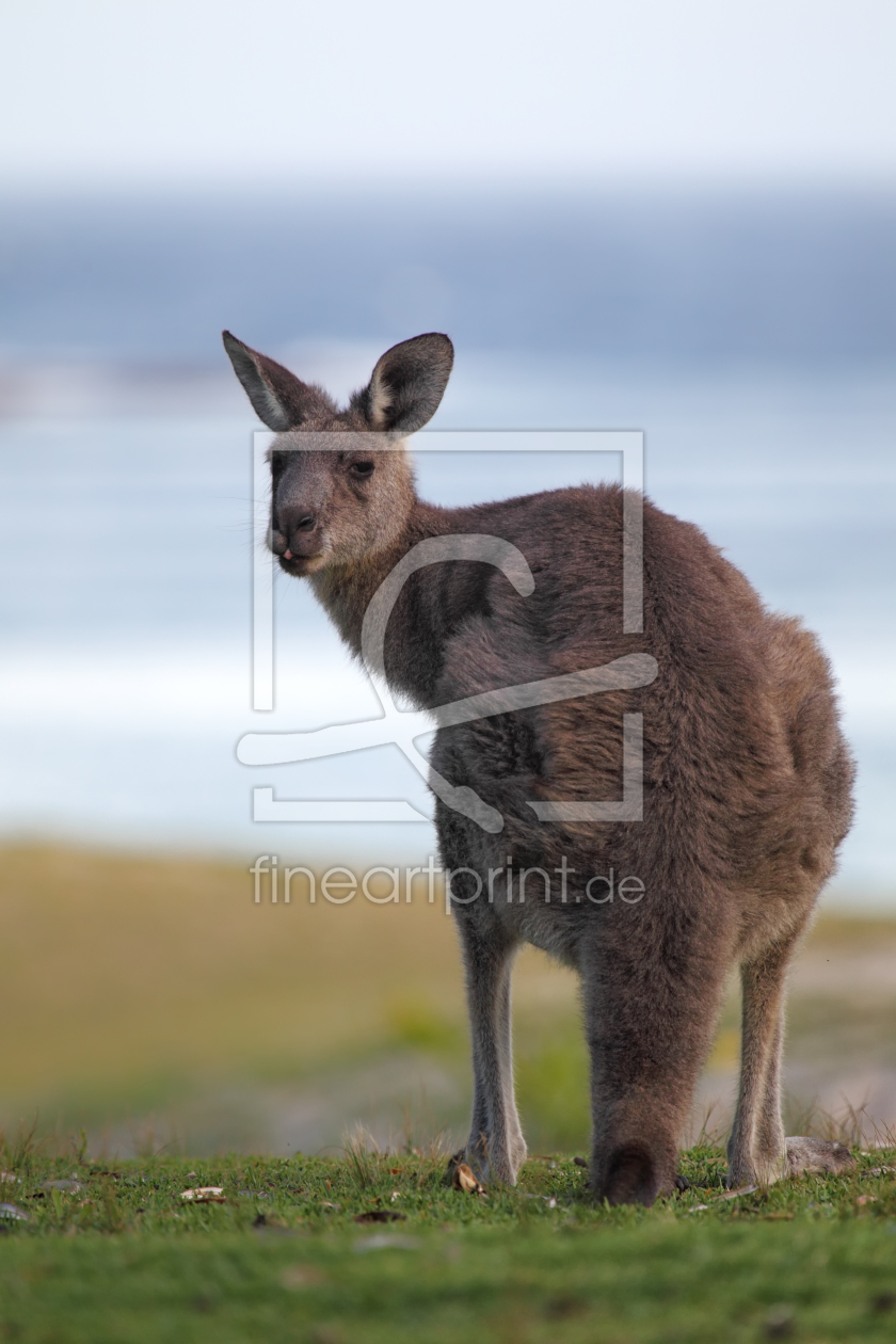 Bild-Nr.: 11893495 Känguru am Strand erstellt von DirkR