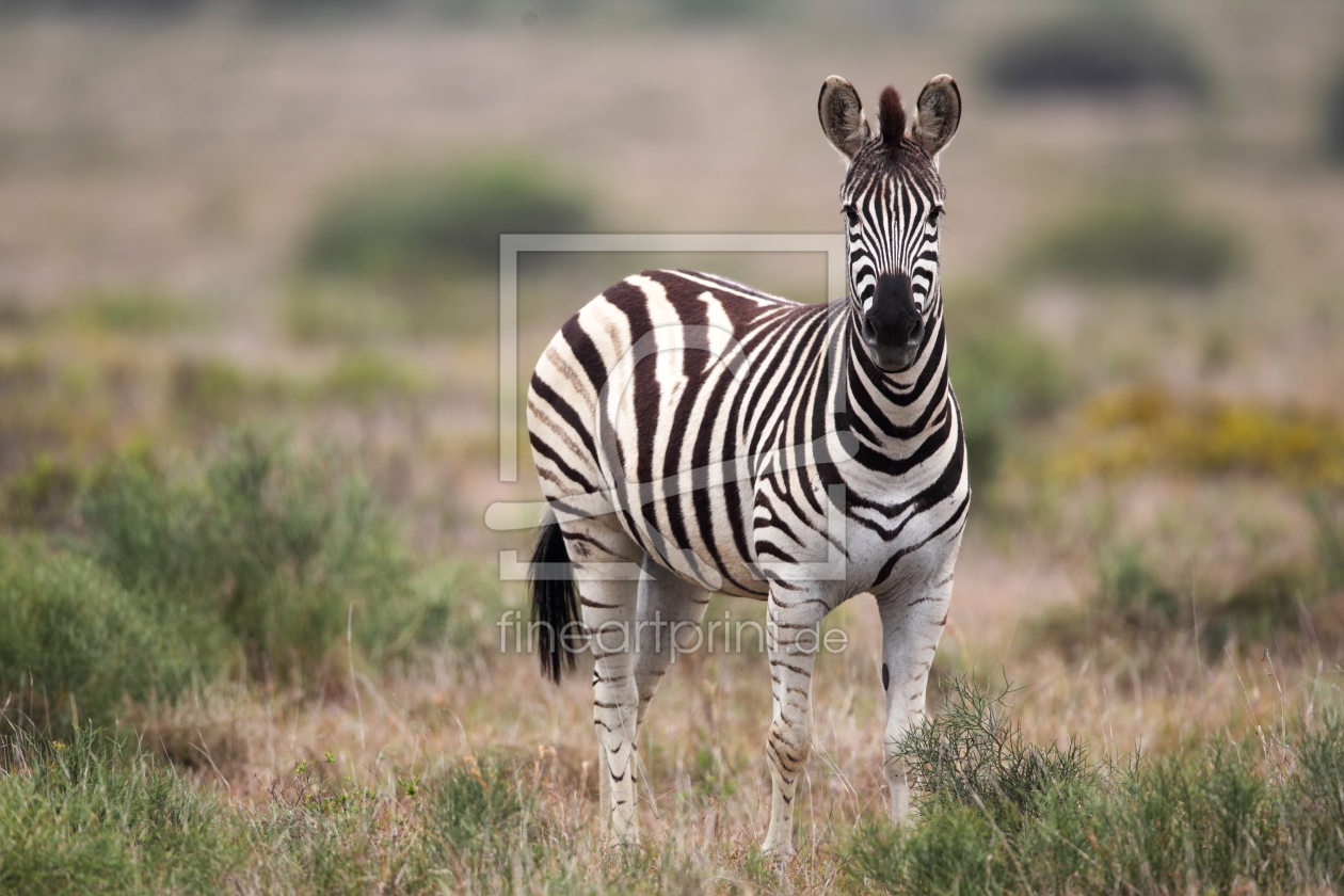 Bild-Nr.: 11893664 Steppenzebra in Südafrika erstellt von DirkR