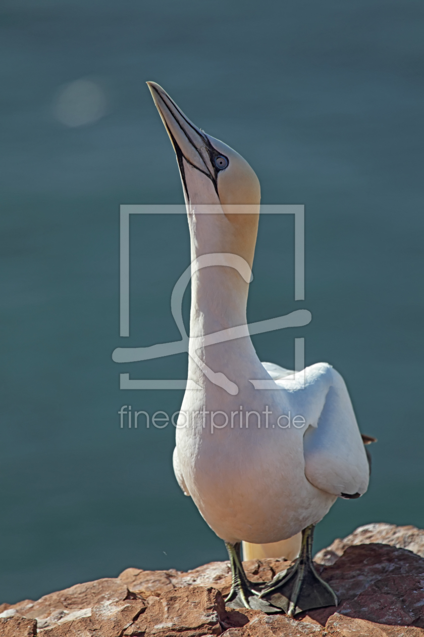 Bild-Nr.: 11893666 Basstölpel auf Helgoland erstellt von DirkR