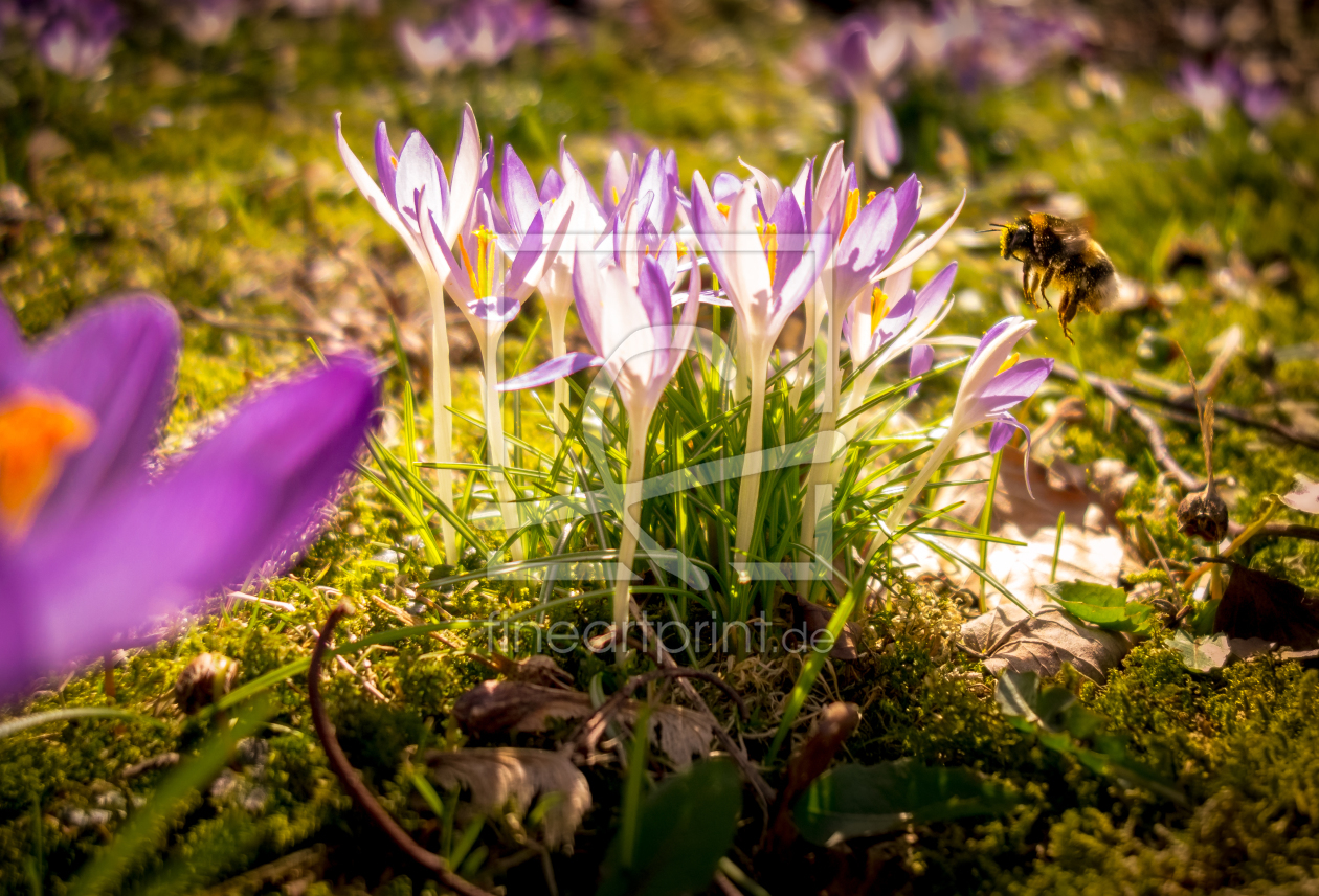 Bild-Nr.: 11894139 Frühling erstellt von Steffen Henze