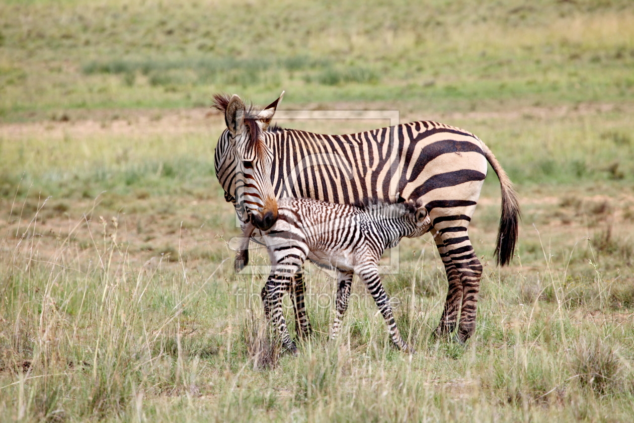 Bild-Nr.: 11894300 Bergzebra mit Baby 5820 erstellt von THULA