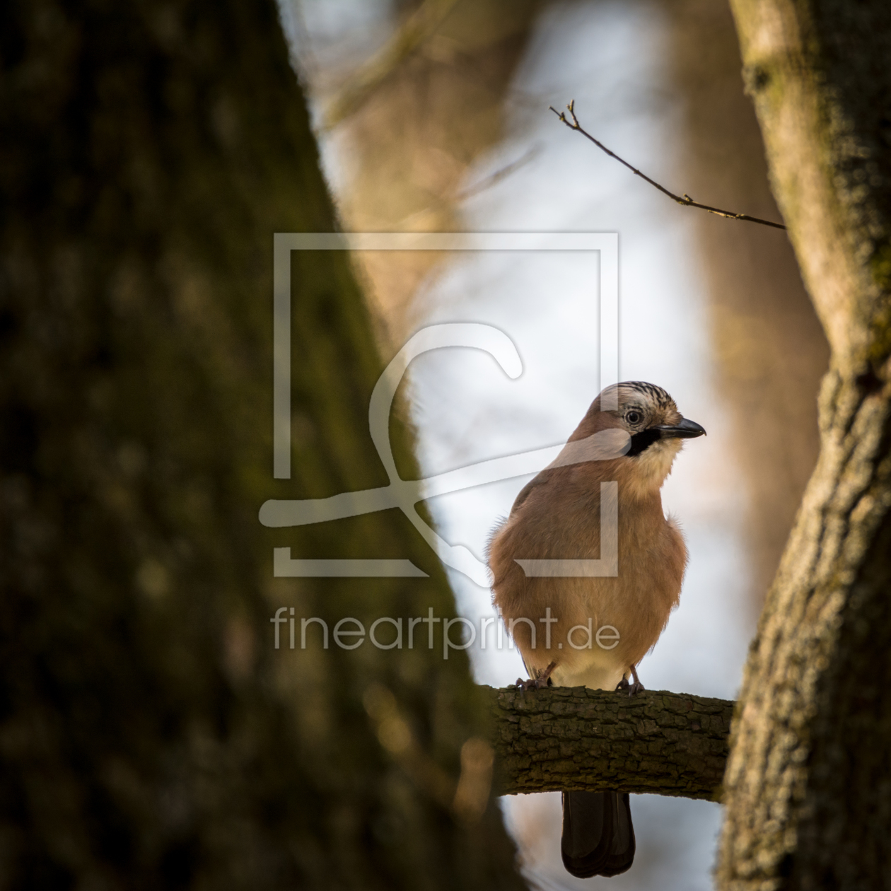 Bild-Nr.: 11894577 Durchblick - Vogel Eichelhäher als Wächter  erstellt von luxpediation