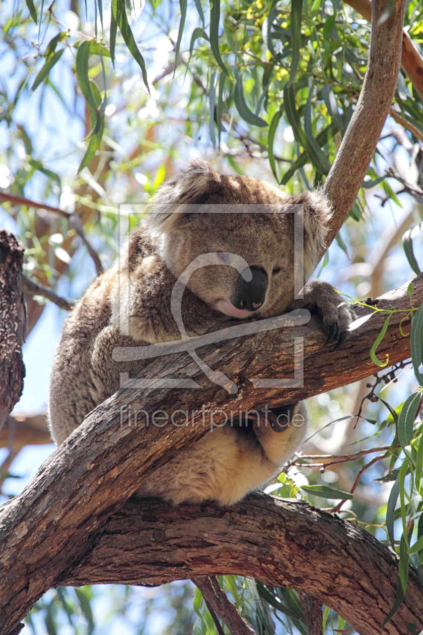 Bild-Nr.: 11894762 Koala erstellt von DirkR