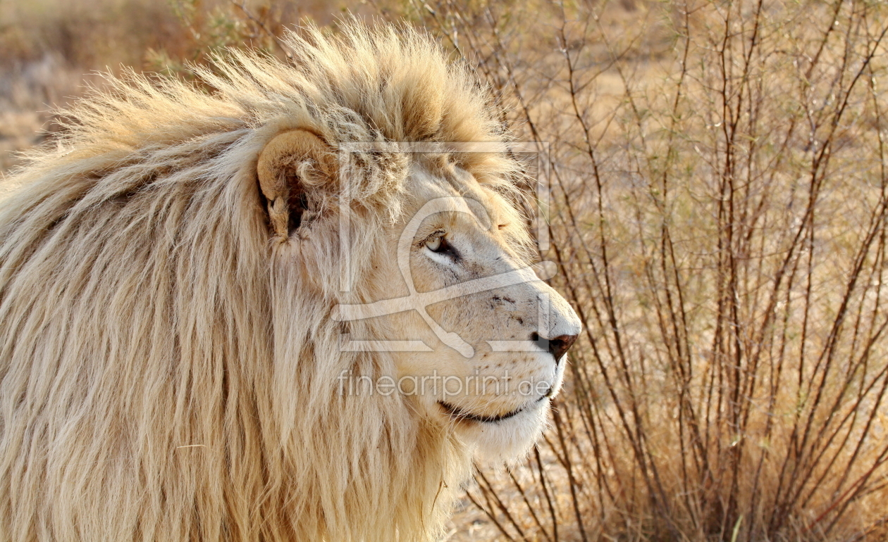 Bild-Nr.: 11894802 Löwen Portrait 4871-1 erstellt von THULA