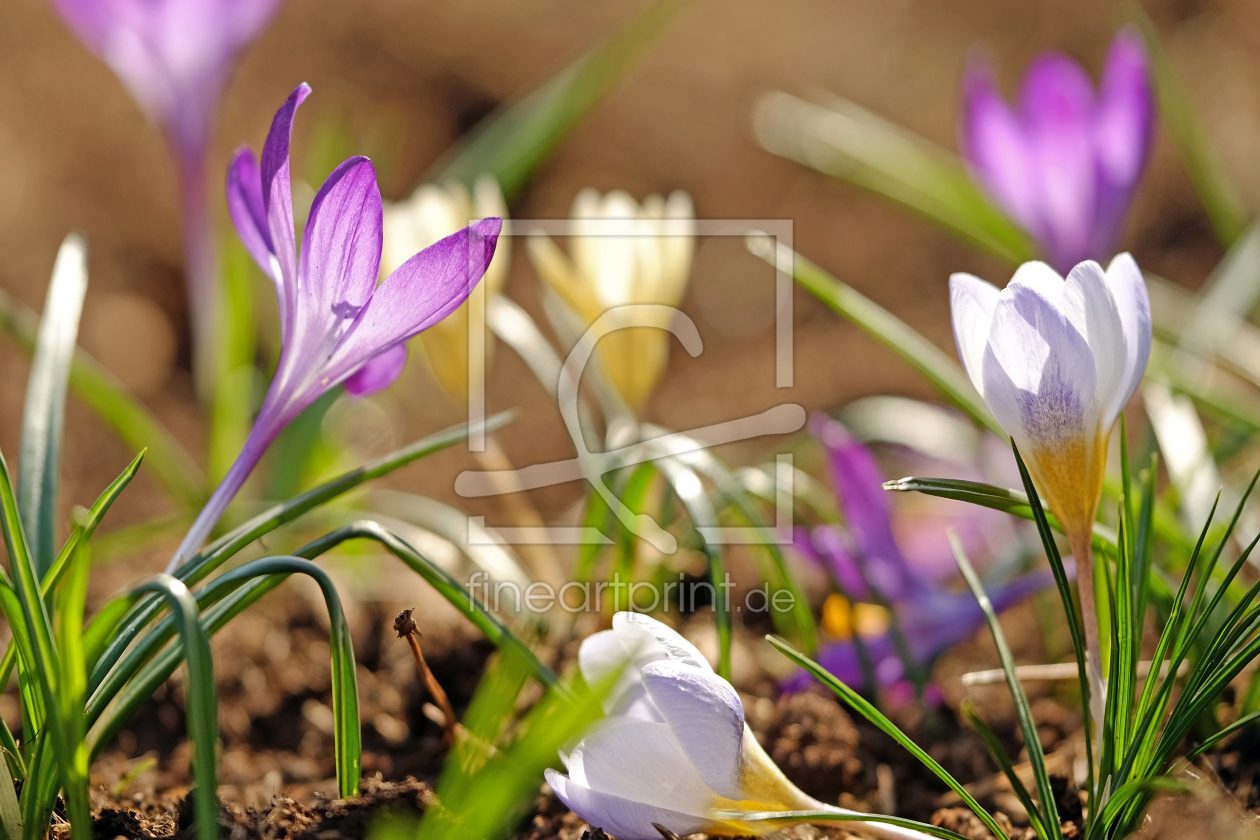 Bild-Nr.: 11894822 Frühlingschaos erstellt von Ostfriese