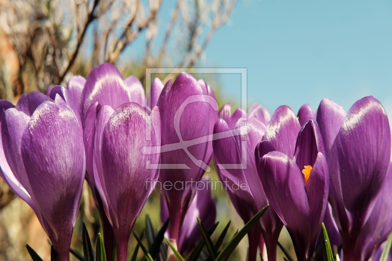 Bild-Nr.: 11894876 Frühlingsgrüße erstellt von Ostfriese