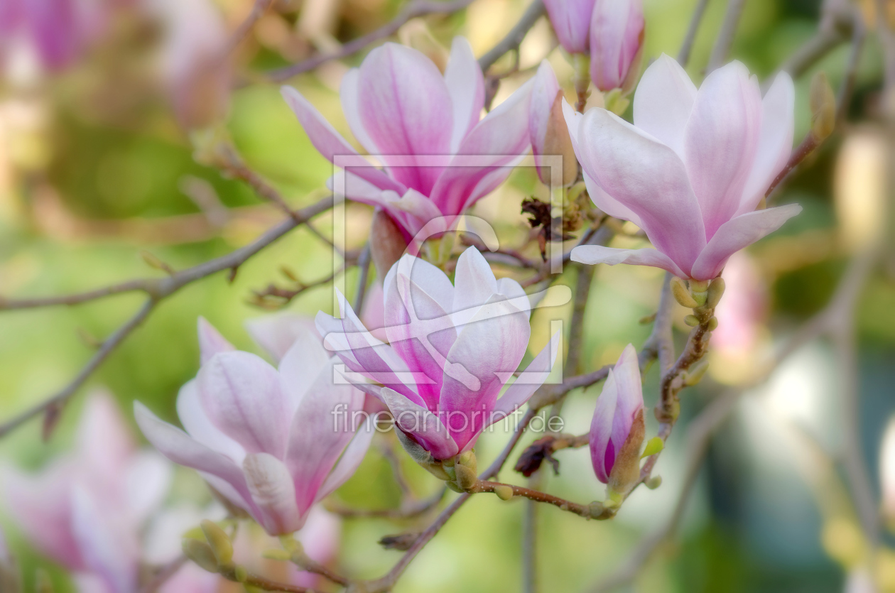 Bild-Nr.: 11894955 Magnolia Magnolie erstellt von Rolf Eschbach