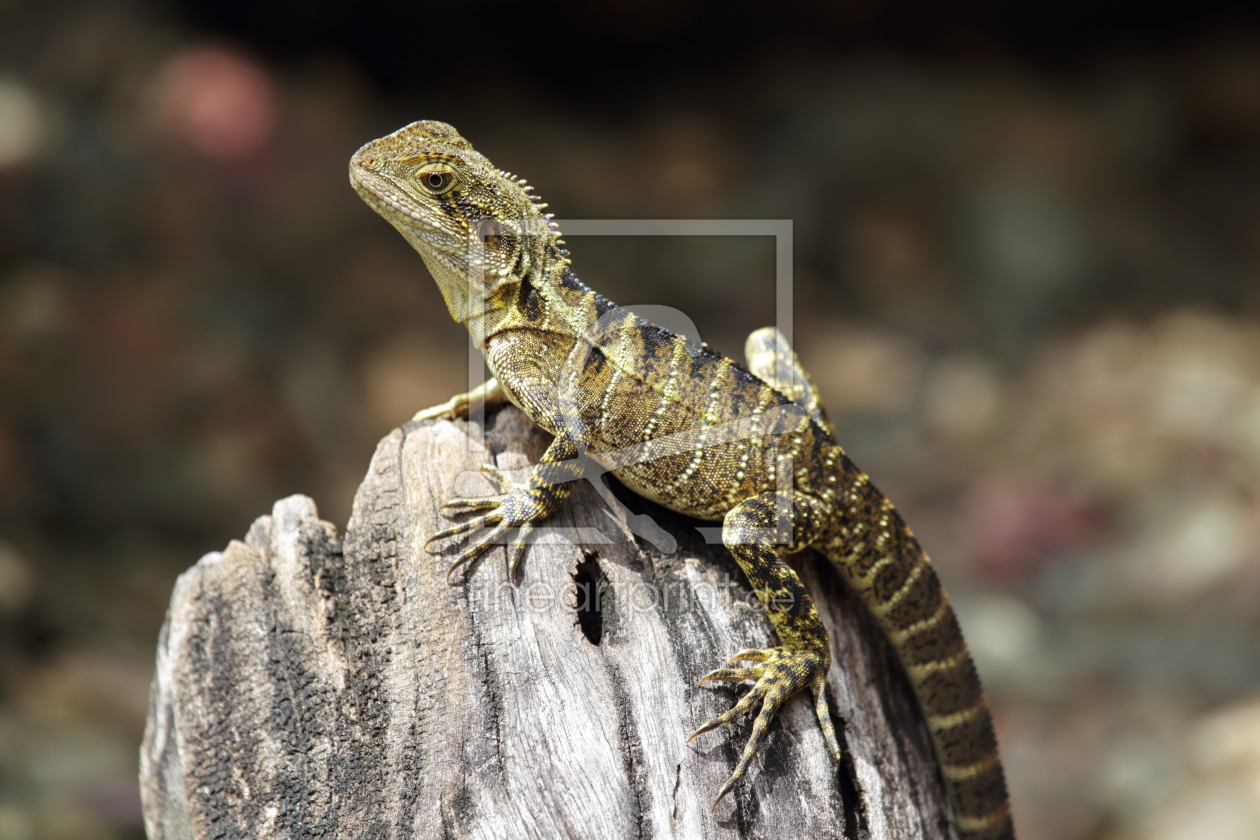 Bild-Nr.: 11895282 Australische Wasseragame erstellt von DirkR