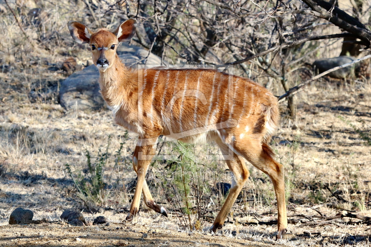 Bild-Nr.: 11895338 Nyala Baby 480 erstellt von THULA