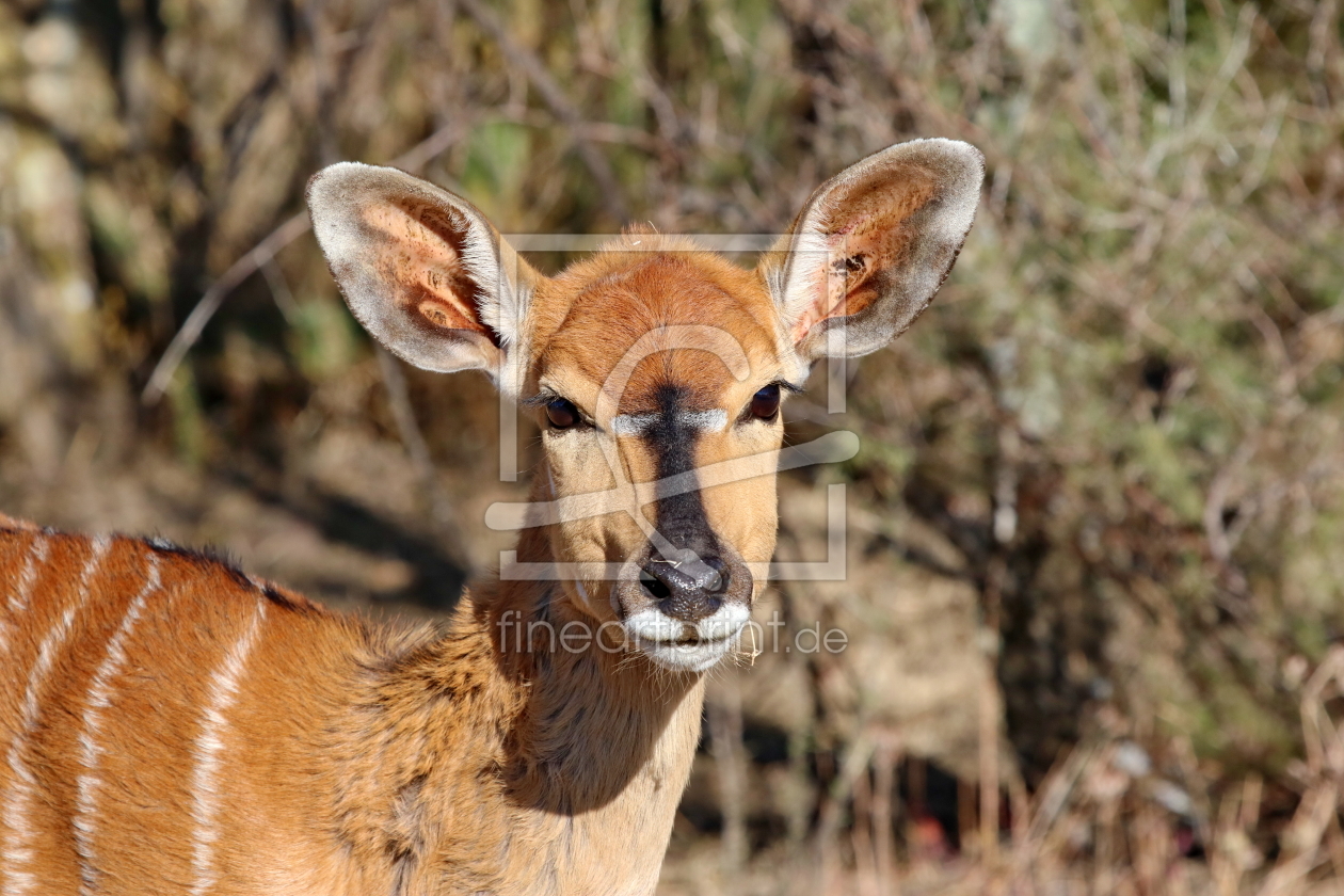 Bild-Nr.: 11895340 Nyala Weibchen 0489 erstellt von THULA