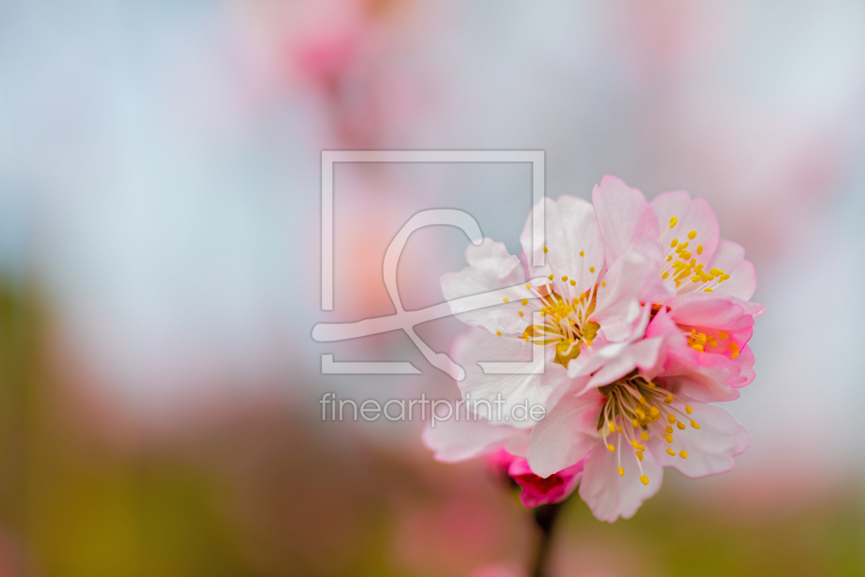 Bild-Nr.: 11895359 Mandelblüte erstellt von X-Fotodesign