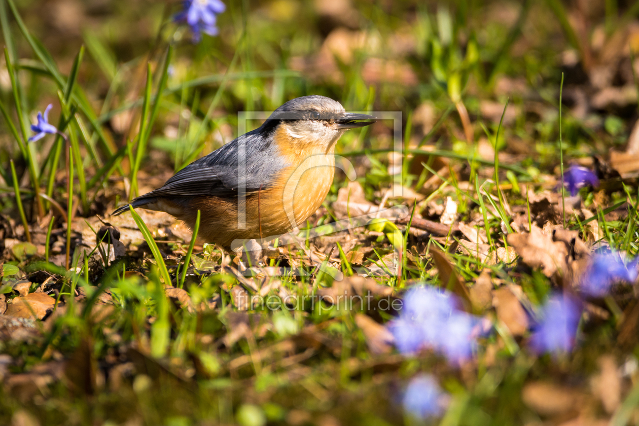 Bild-Nr.: 11895369 Kleiber im Frühling erstellt von luxpediation