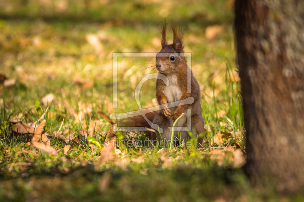 Bild-Nr.: 11895436 Eichhörnchen erstellt von luxpediation