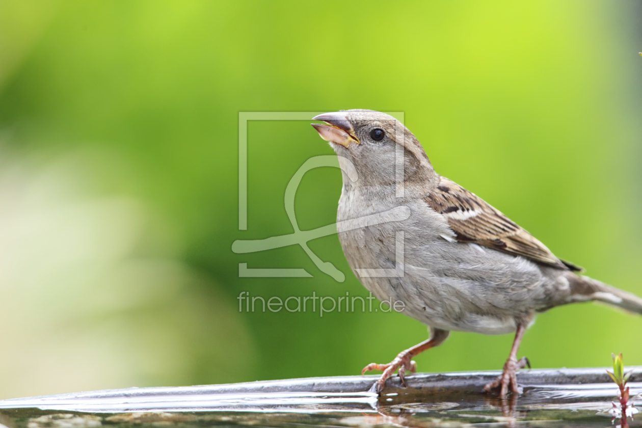 Bild-Nr.: 11895484 Haussperling an der  Vogeltränke erstellt von DirkR