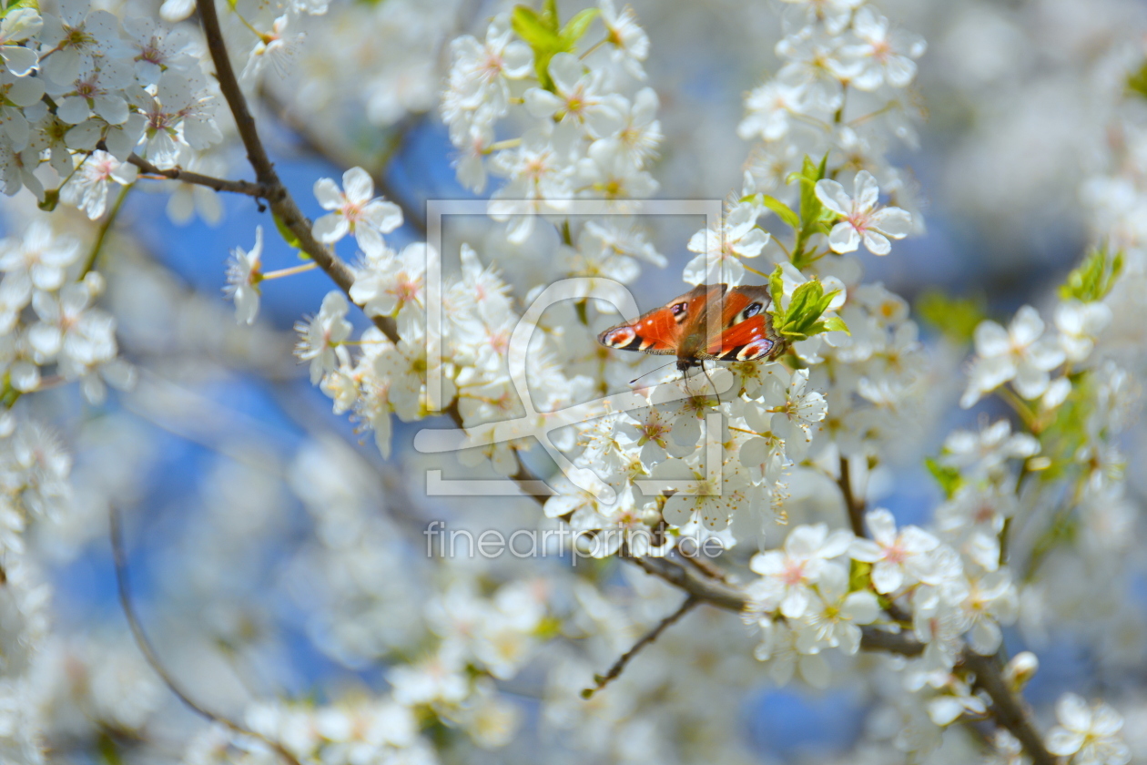 Bild-Nr.: 11895567 Frühlingsgeflüster erstellt von GUGIGEI