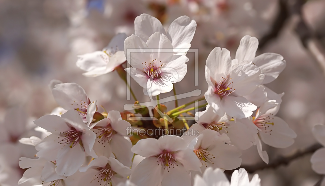 Bild-Nr.: 11895615 Cherry Blossoms erstellt von youhaveadream