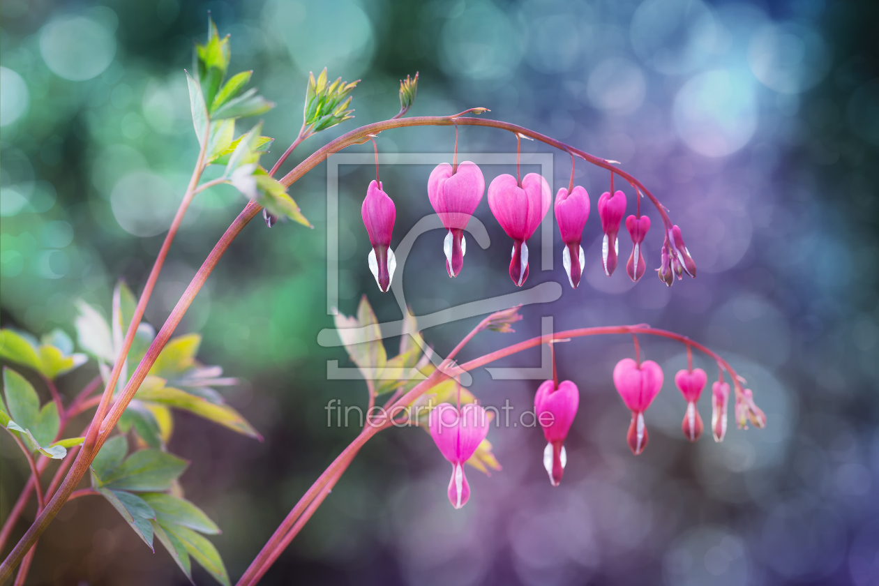 Bild-Nr.: 11895834 Bleeding Hearts erstellt von Thomas Herzog