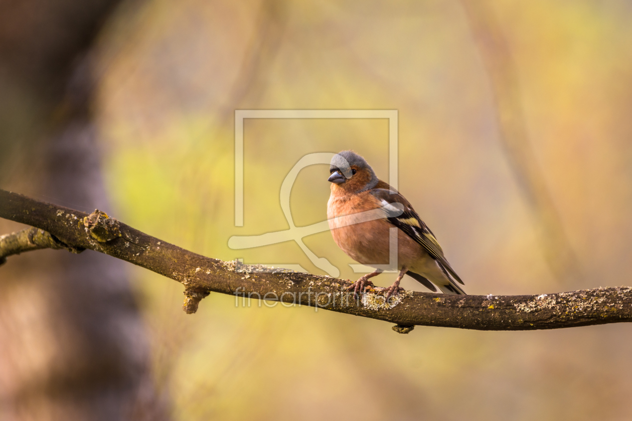 Bild-Nr.: 11896058 Vogel Buchfink - Frühling im Wald erstellt von luxpediation