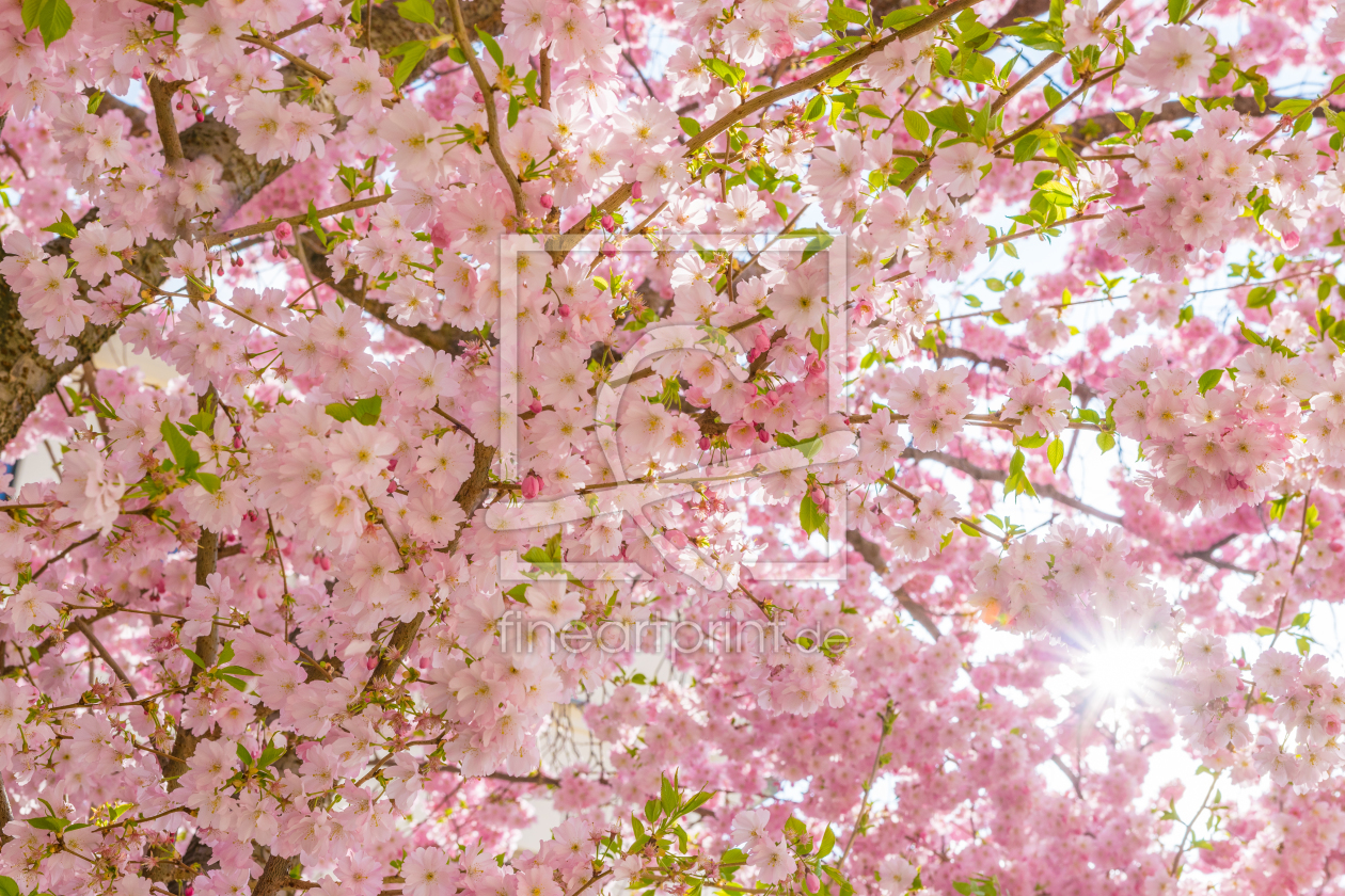 Bild-Nr.: 11896192 Kirschblüte erstellt von Martin Martin Wasilewski