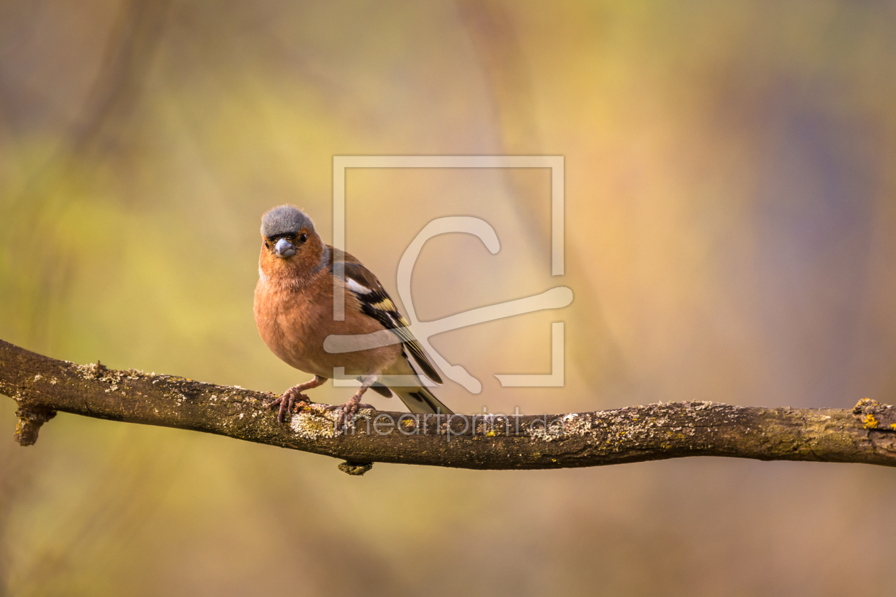 Bild-Nr.: 11896267 Buchfink Vogel  erstellt von luxpediation