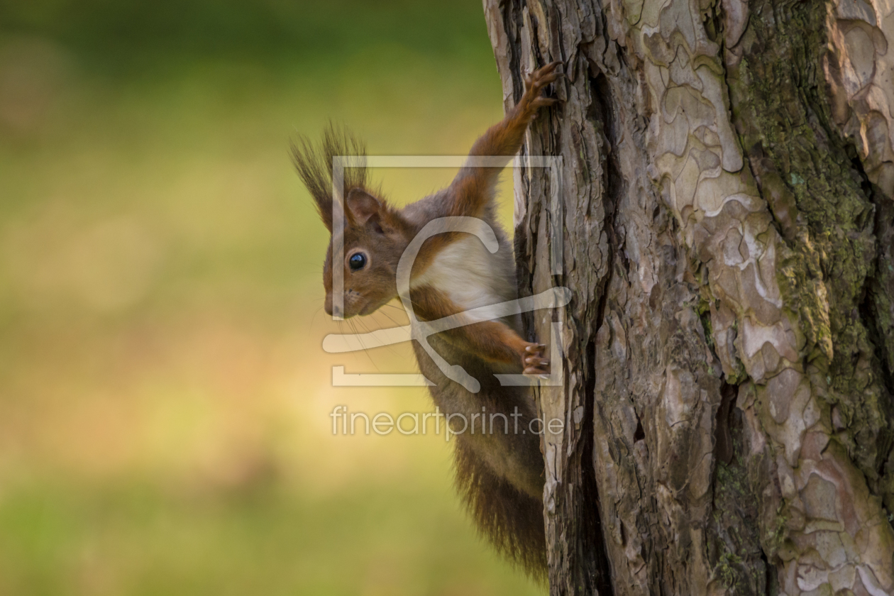 Bild-Nr.: 11896342 Eichhörnchen - Neugier am Baum erstellt von luxpediation