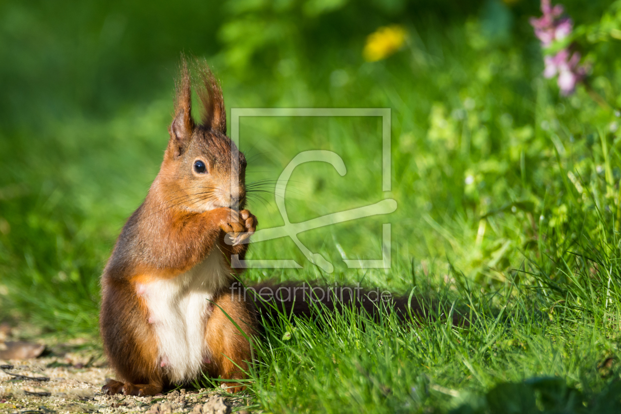 Bild-Nr.: 11896345 Eichhörnchen im Gras des Frühlings erstellt von luxpediation