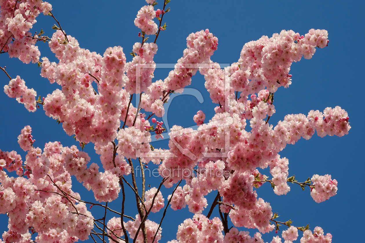 Bild-Nr.: 11896554 Frühlingsblumenhimmel erstellt von Ostfriese