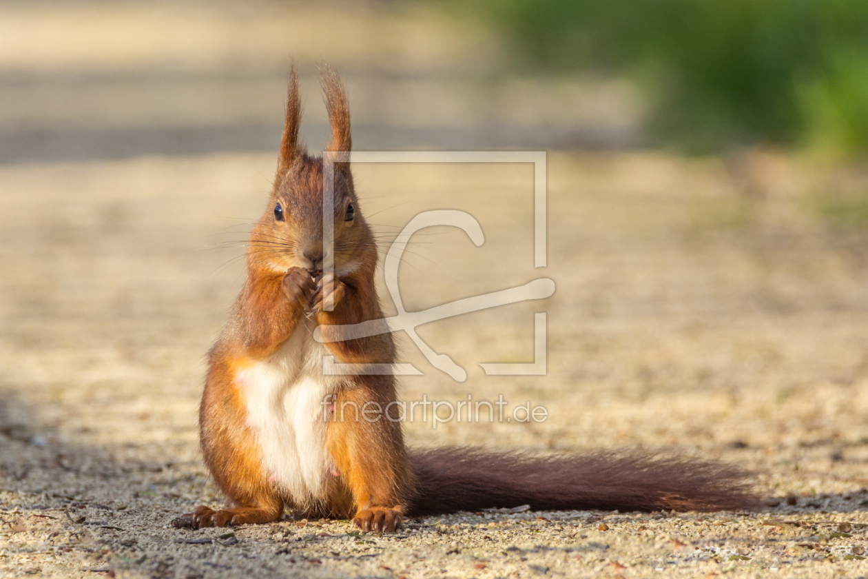 Bild-Nr.: 11896562 Eichhörnchen im Park erstellt von luxpediation
