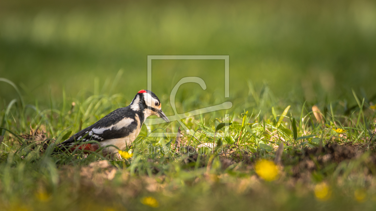 Bild-Nr.: 11896831 Vogel Specht im Gras Frühlingswiese erstellt von luxpediation