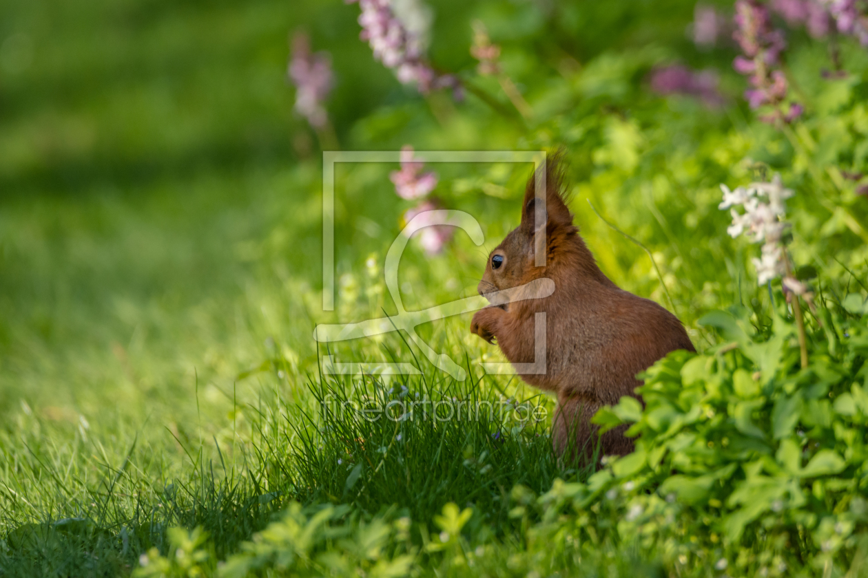 Bild-Nr.: 11897098 Eichhörnchen Tier im Frühling erstellt von luxpediation