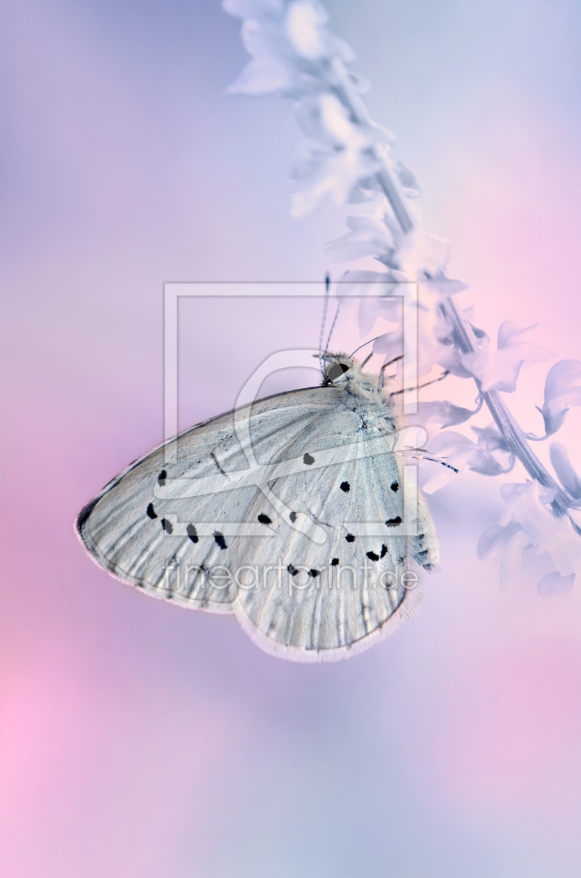 Bild-Nr.: 11897126 Schmetterling erstellt von Atteloi
