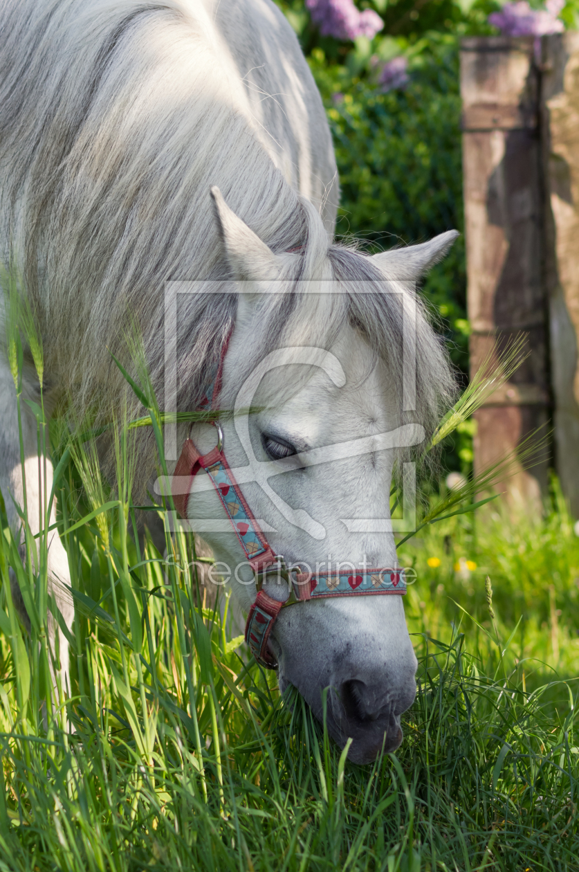 Bild-Nr.: 11897140 Welshpony erstellt von Angela  Dölling