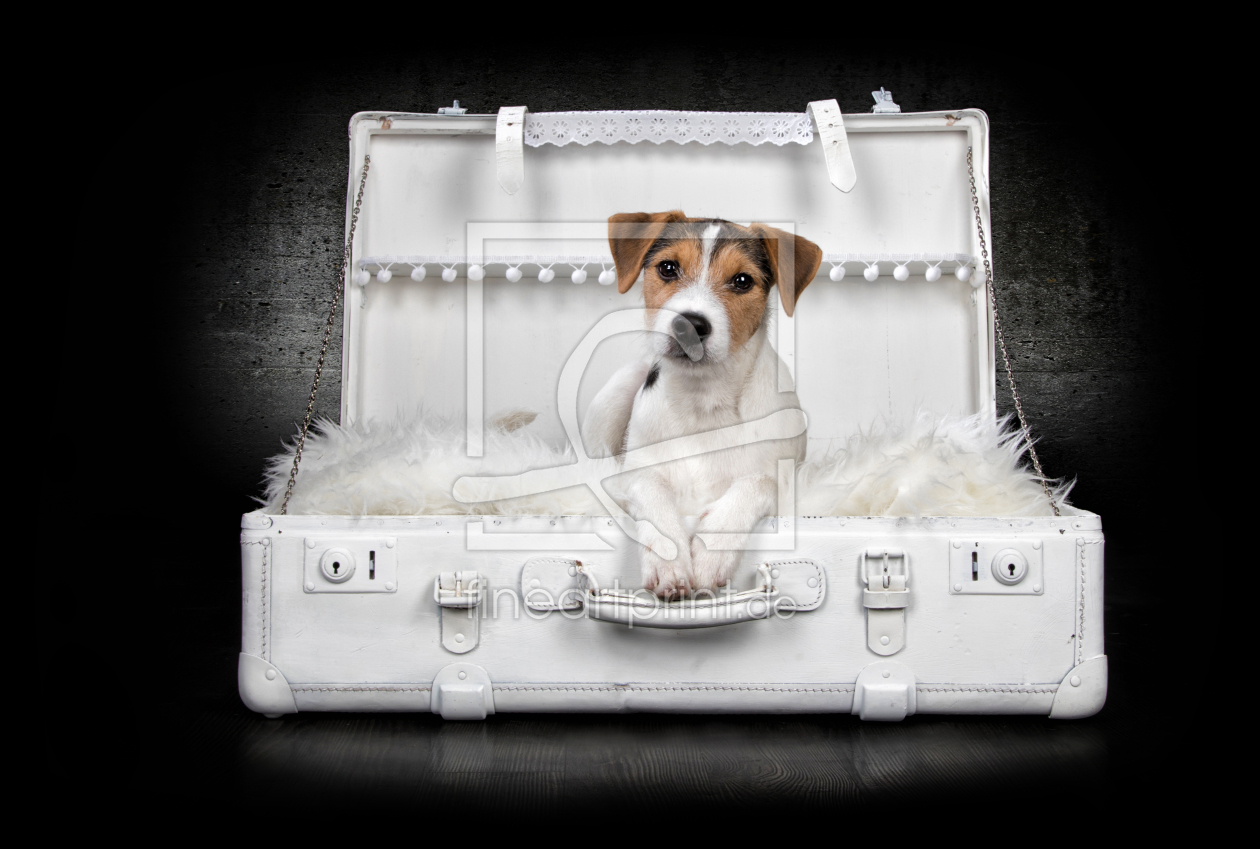 Bild-Nr.: 11897147 Jack Russel erstellt von Nicole-Hollenstein