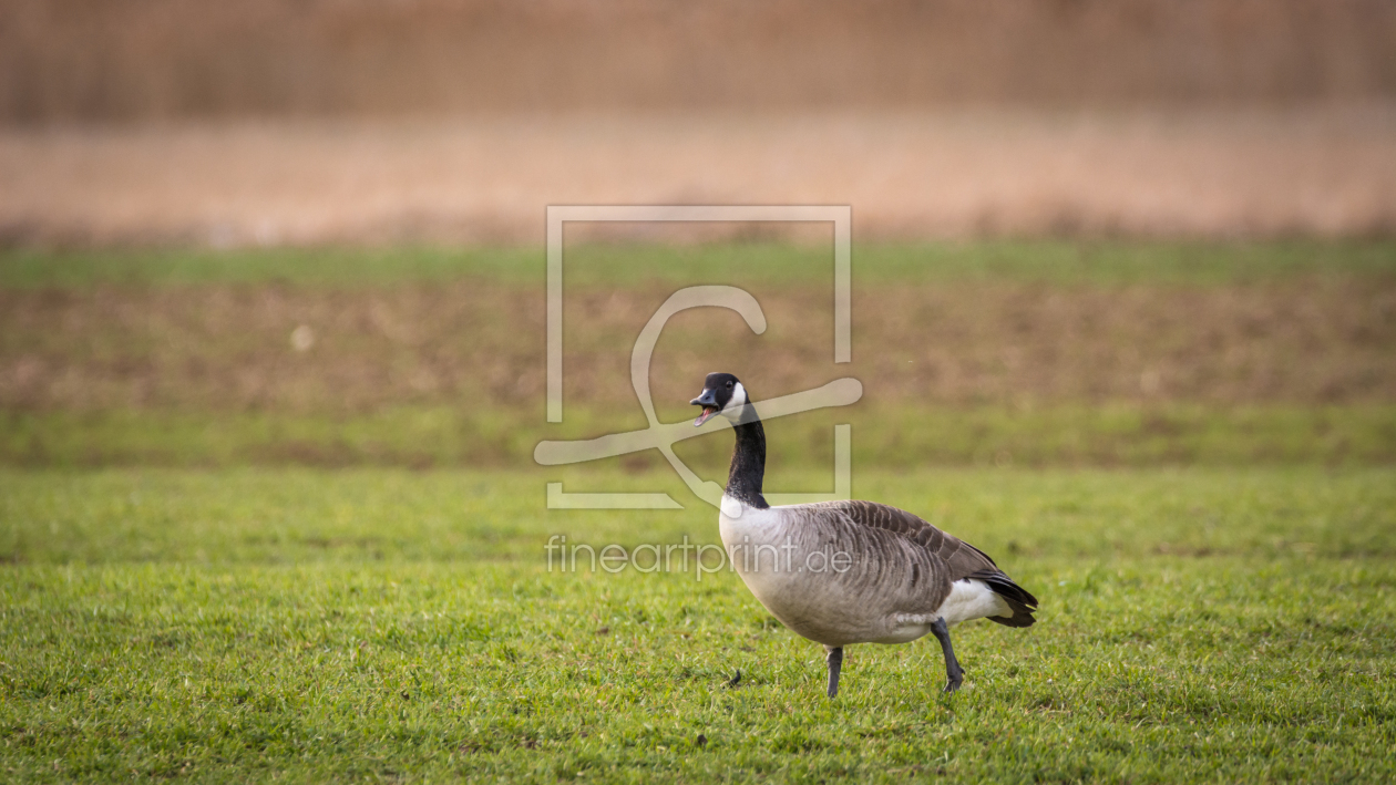 Bild-Nr.: 11897420 Gans Alarm erstellt von luxpediation