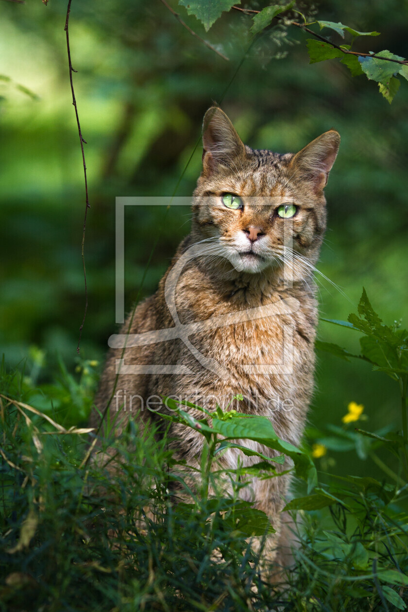 Bild-Nr.: 11897690 Wildkatze erstellt von Cloudtail