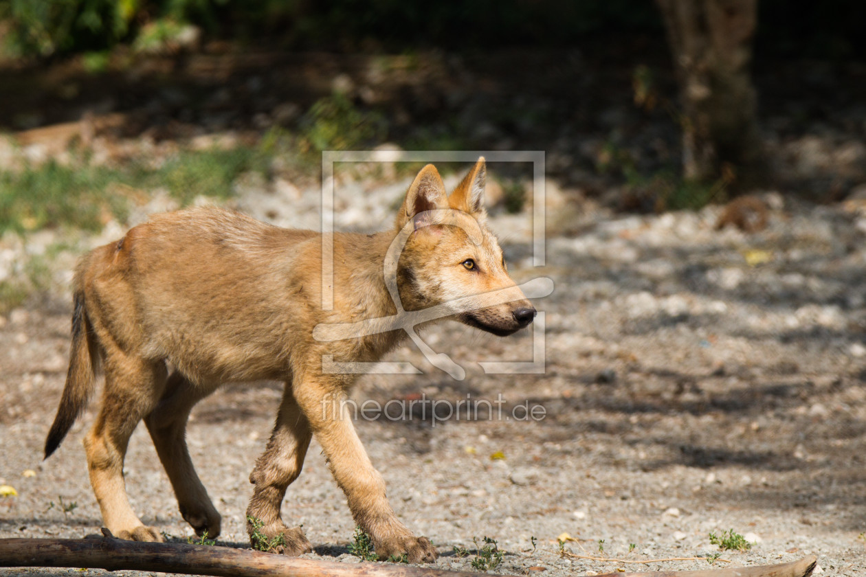 Bild-Nr.: 11897952 junger Wolf erstellt von Cloudtail