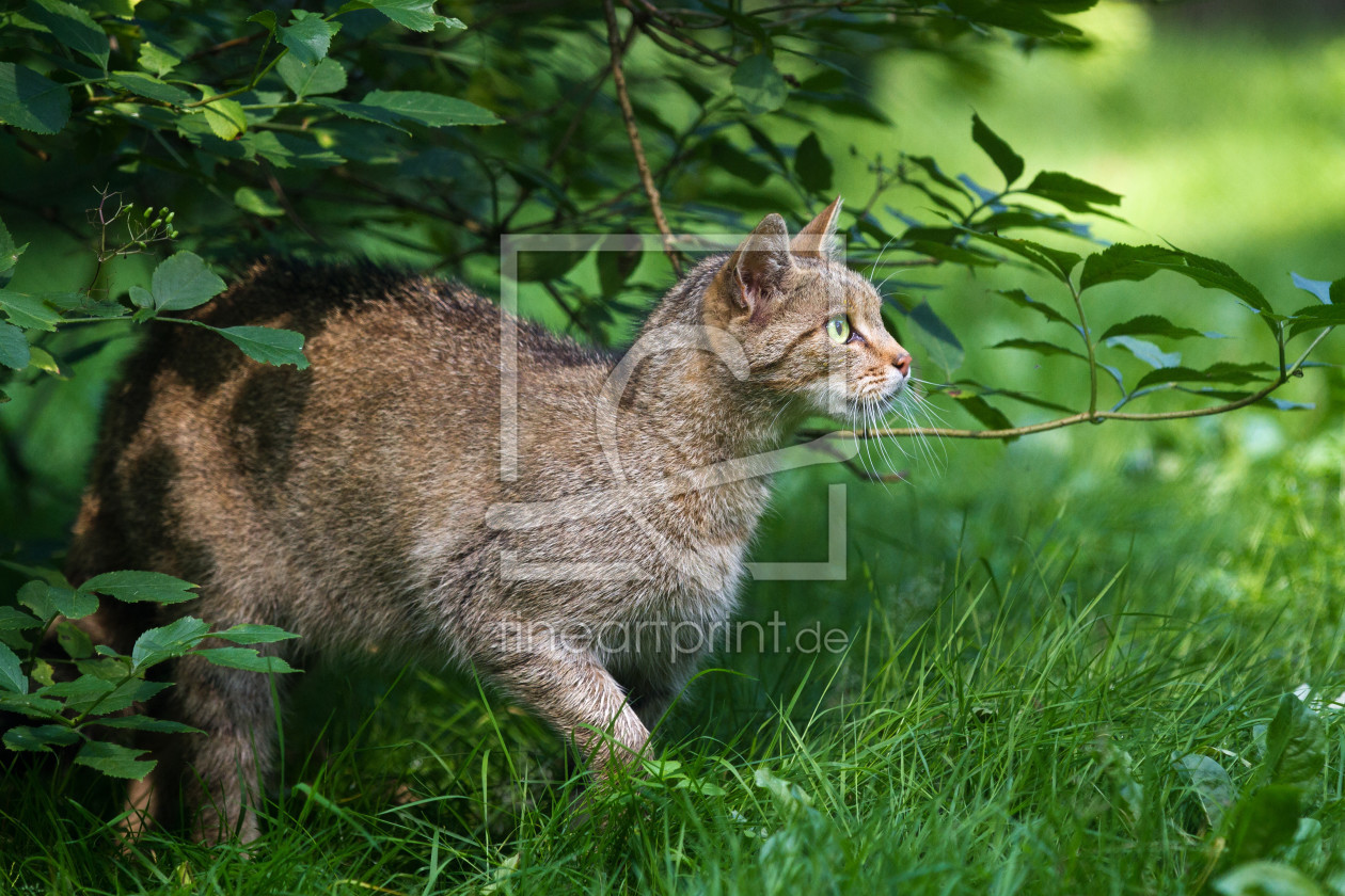 Bild-Nr.: 11897953 Wildcat erstellt von Cloudtail