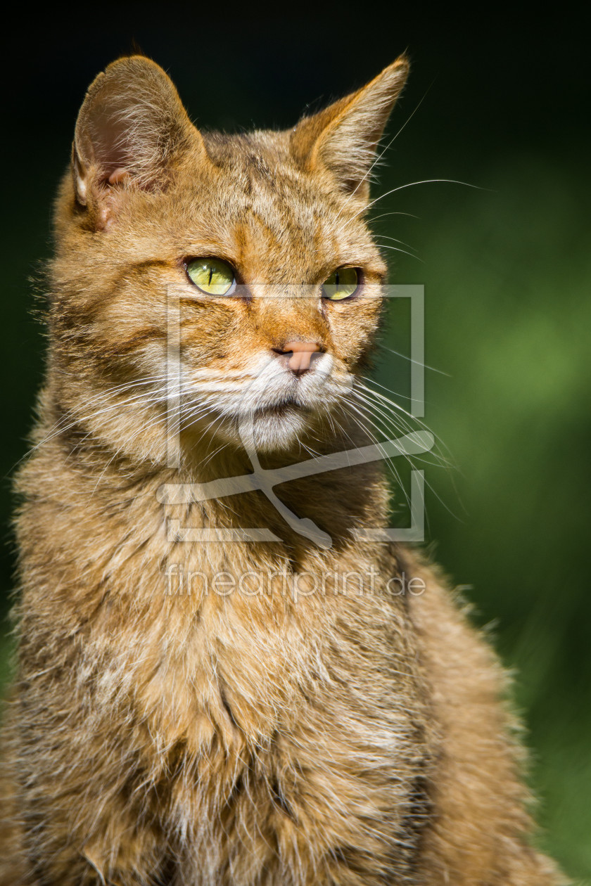 Bild-Nr.: 11897954 Wildkatzenportrait erstellt von Cloudtail