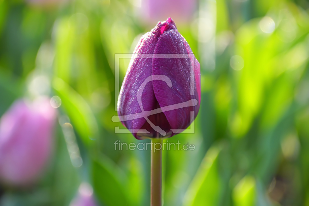 Bild-Nr.: 11898013 Tulip erstellt von youhaveadream