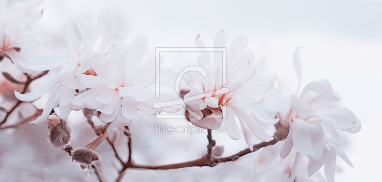 Bild-Nr.: 11898136 Magnolienzweig Bild-Nr.: 11898136 Magnolienzweig erstellt von SusaZoom