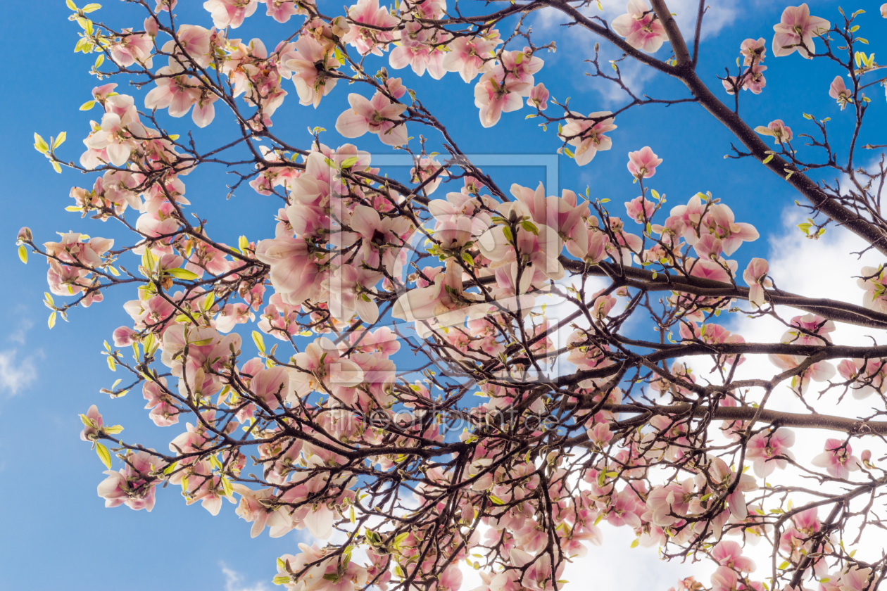 Bild-Nr.: 11898301 Magnolie erstellt von Armin Redöhl