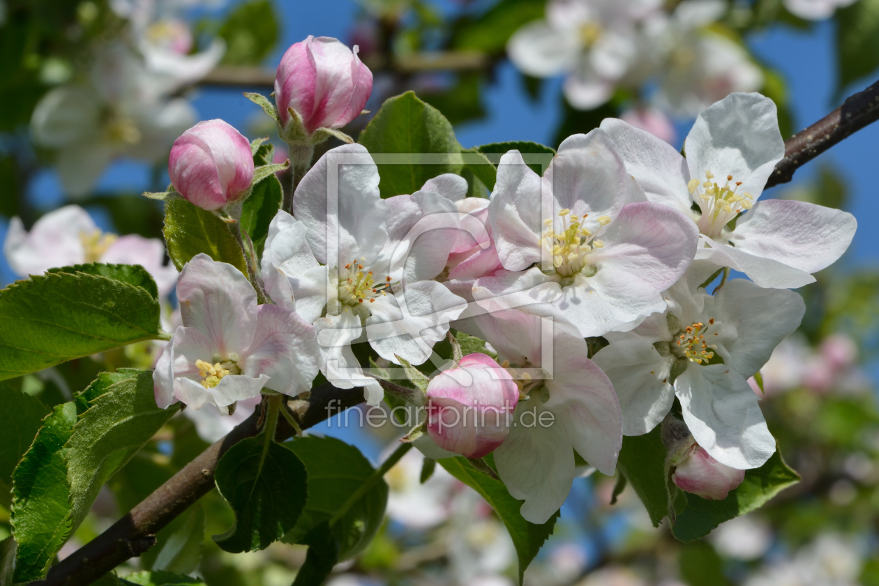 Bild-Nr.: 11898313 Apfelblüte erstellt von johafoto