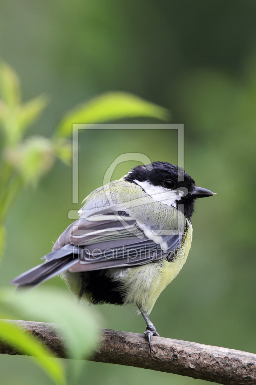 Bild-Nr.: 11898468 Kohlmeise Bild-Nr.: 11898468 Kohlmeise erstellt von DirkR