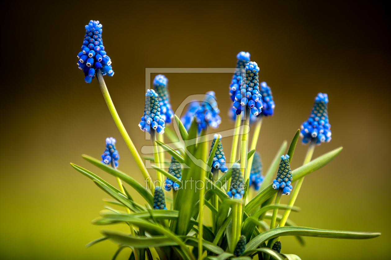 Bild-Nr.: 11898497 Muscari erstellt von PhotoArt-Hartmann