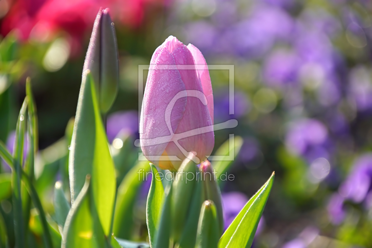 Bild-Nr.: 11898557 Frische Frühlingsfarben erstellt von youhaveadream