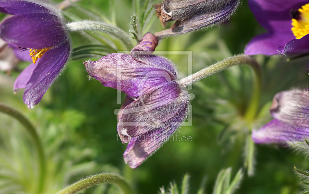 Bild-Nr.: 11898614 Pulsatilla erstellt von youhaveadream