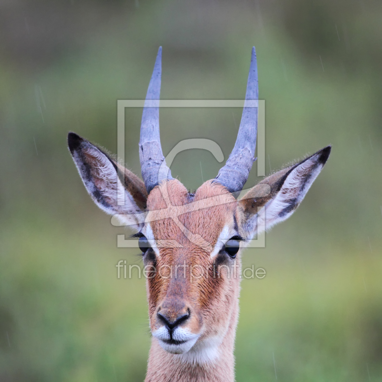 Bild-Nr.: 11898672 Impala im Regen erstellt von DirkR