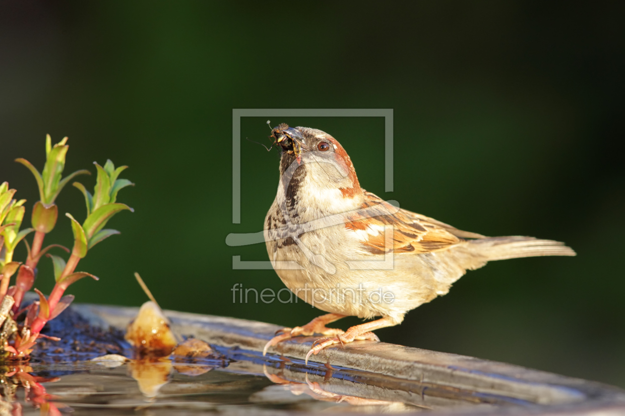 Bild-Nr.: 11898674 Spatz an der Vogeltränke Bild-Nr.: 11898674 Spatz an der Vogeltränke erstellt von DirkR